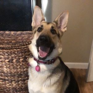 Meet your Posher, Gracie